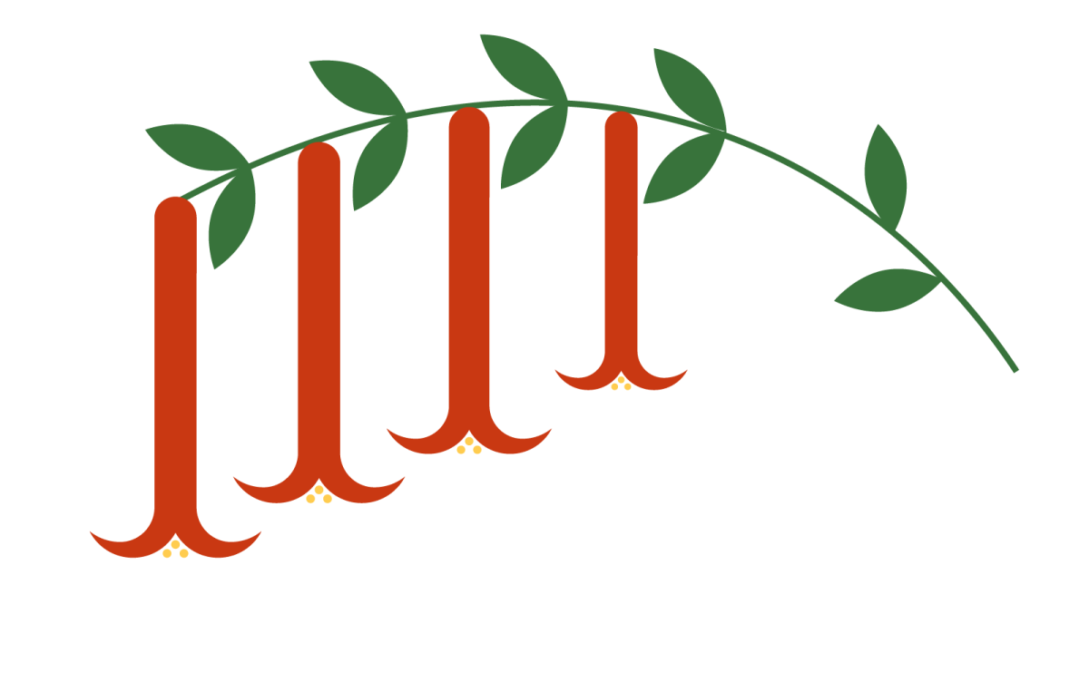 graphic illustration of California fuchsia