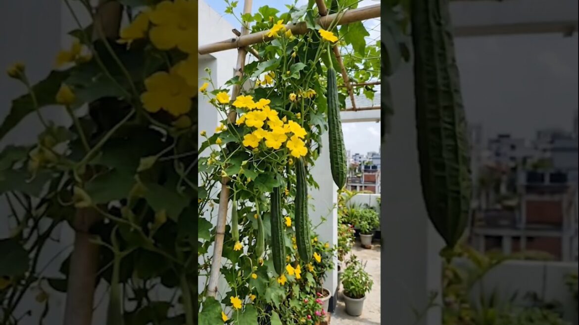 ছাদবাগানে ঝিঙা চাষ #HomeGardening #UrbanFarming #RoofTopGardening ছাদবাগানে ঝিঙা চাষ #HomeGardening #UrbanFarming #RoofTopGardening