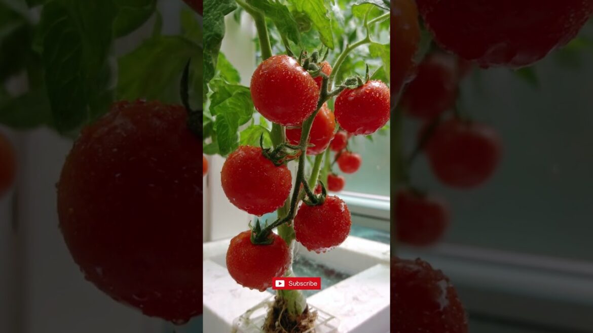 𝗚𝗥𝗢𝗪𝗜𝗡𝗚 𝗖𝗥𝗢𝗣𝗦 𝗪𝗜𝗧𝗛𝗢𝗨𝗧 𝗦𝗢𝗜𝗟 #short #trend #farming #garden #virals #viralreels