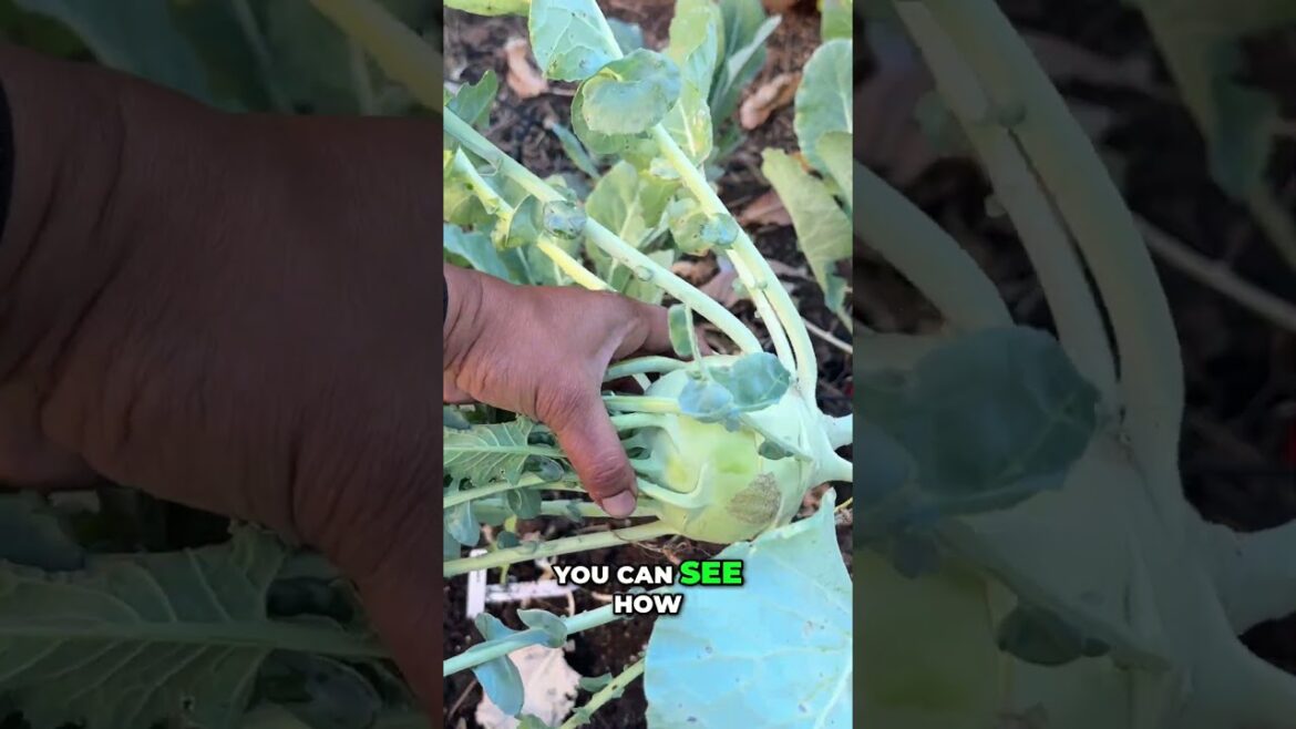 California Gardening: Harvesting Kohlrabi: Why This “German Cabbage” is a Spring Must-Grow! 🥬 Harvesting Kohlrabi: Why This "German Cabbage" is a Spring Must-Grow! 🥬