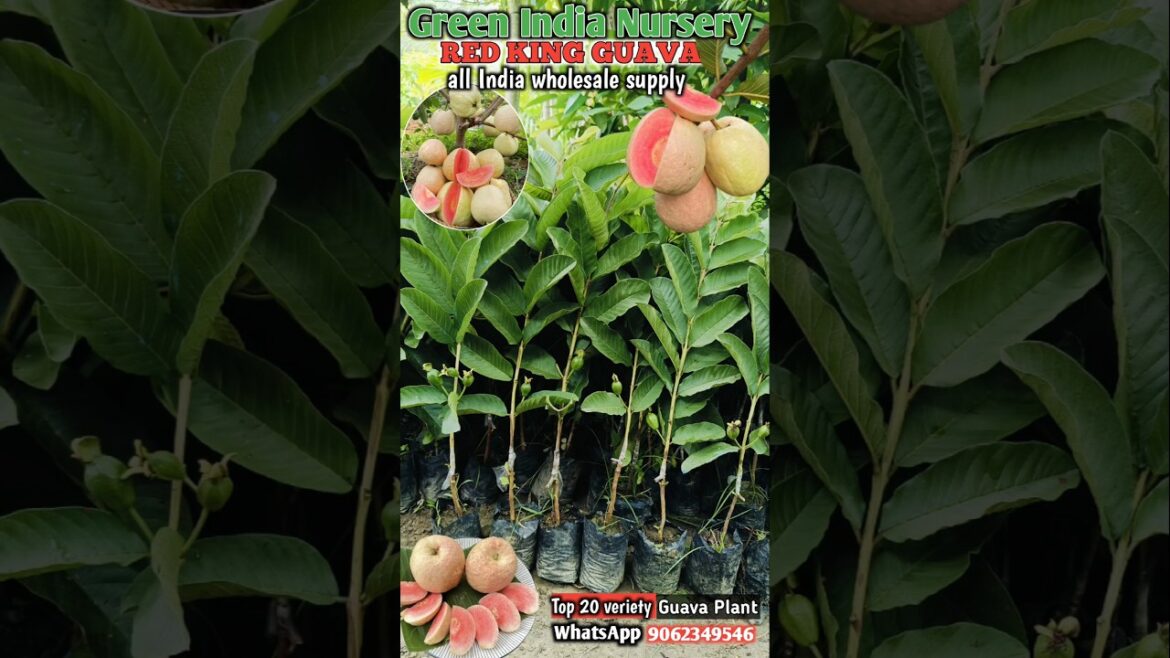 Red King Guava/all India wholesale plant supply/WhatsApp9062349546 Red King Guava/all India wholesale plant supply/WhatsApp9062349546