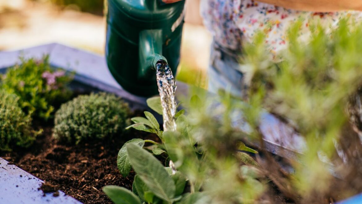 Why gardeners should keep watering plants even after days of rainfall Daily Record