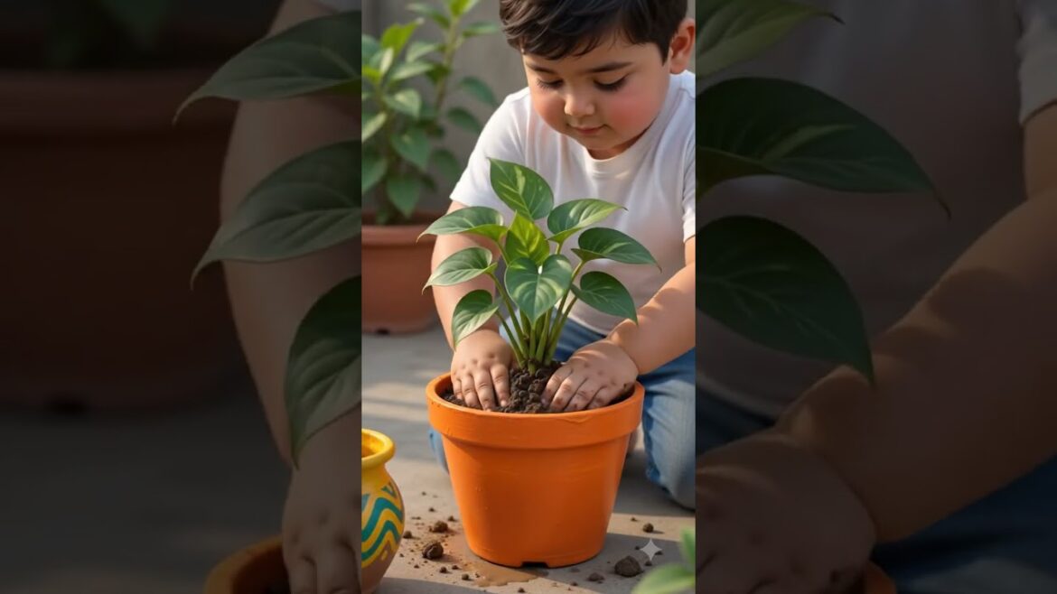 Roof top garden design  #plants #terracegardenindia #youtubeshorts #rooftopgarden #gardening