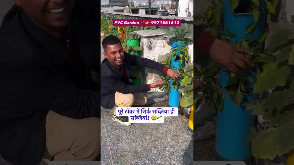 घर की छत, बालकनी या आंगन में उगाएं ताज़ी और ऑर्गेनिक सब्ज़ियां।