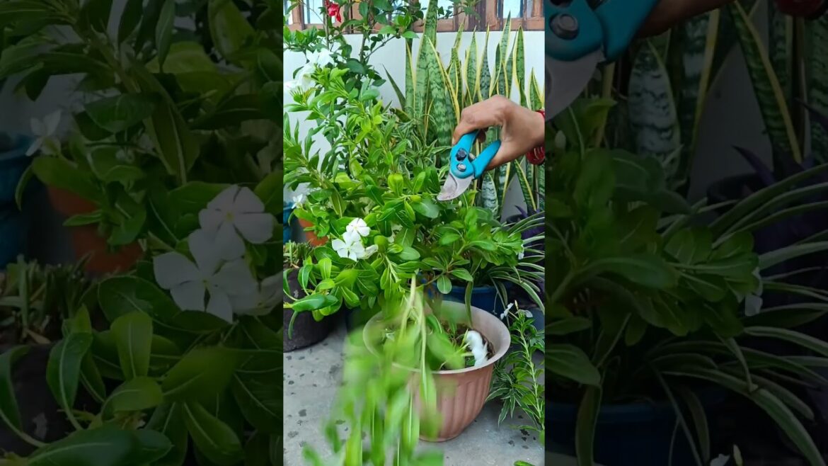sadabahar plant pruning #trending #garden #viral #viralvideo #shortsfeed #plantcare tips