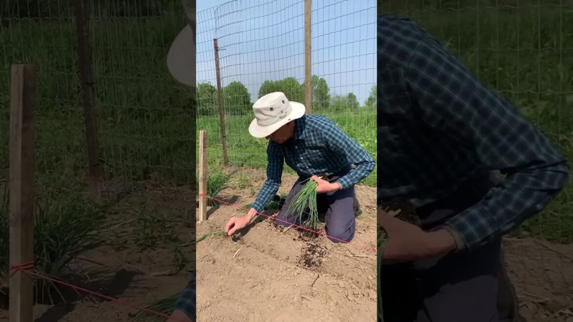 The BEST Way to Grow Beautiful Onions (That Store All Year!)