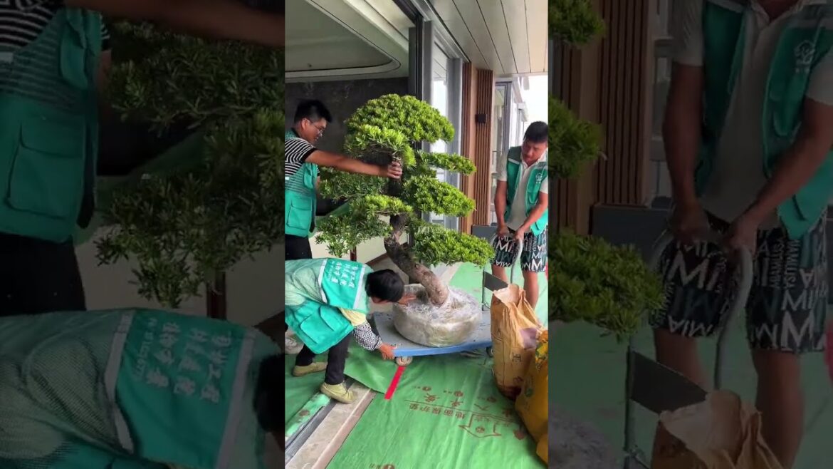 Balcony landscaping with Podocarpus macrophyllus #SpaceDesign #gardendesign #garden #plants Balcony landscaping with Podocarpus macrophyllus #SpaceDesign #gardendesign #garden #plants