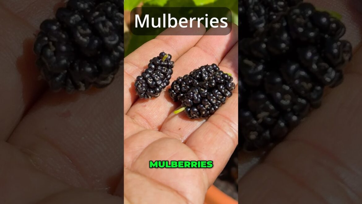 California Gardening: The “World’s Best” Mulberry: Big Flavor in a Tiny Container! π« The "World's Best" Mulberry: Big Flavor in a Tiny Container! π«