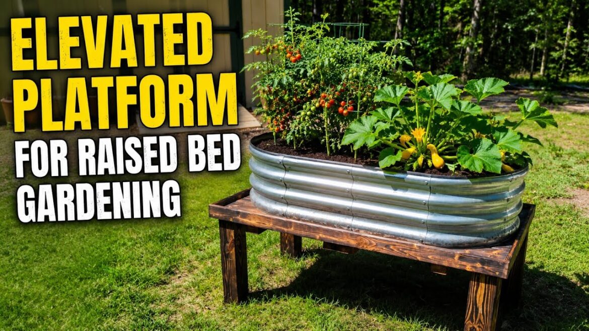 HOMESTEAD PROJECT: ELEVATED PLATFORM FOR RAISED BED VEGETABLE GARDENING HOMESTEAD PROJECT: ELEVATED PLATFORM FOR RAISED BED VEGETABLE GARDENING