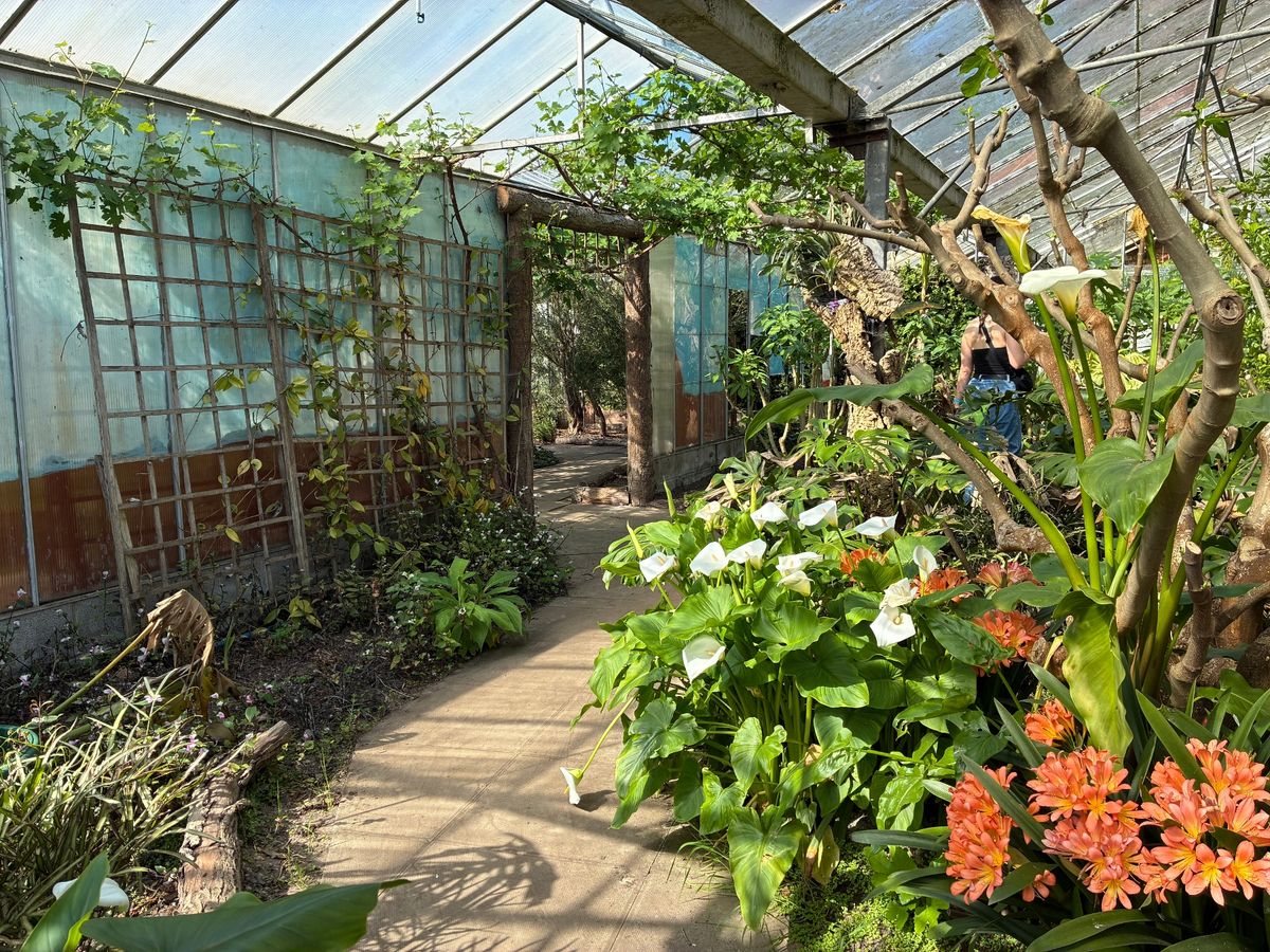 Orange bush lilies provide a burst of colour