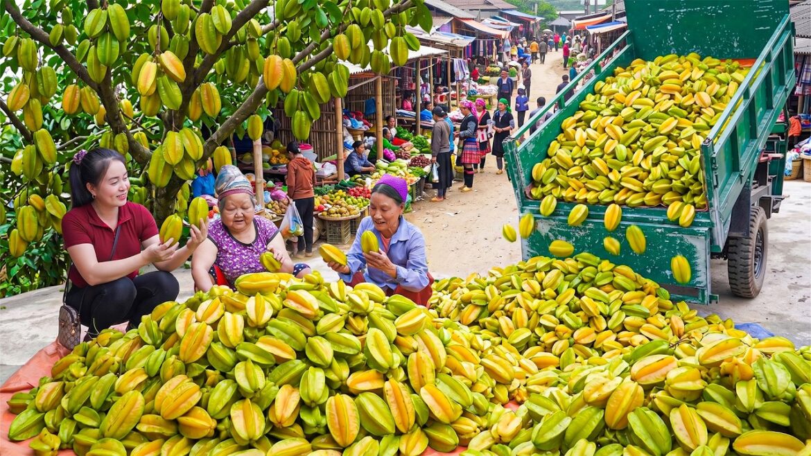 Harvesting 1000+ Big Sour Star Fruit Go to Market Sell – Vegetable Gardening Harvesting 1000+ Big Sour Star Fruit Go to Market Sell - Vegetable Gardening