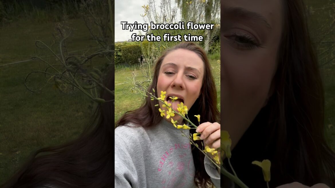 Trying broccoli flower for the first time 🥦 🌼 #broccoli #gardendelight #vegetableflower Trying broccoli flower for the first time 🥦 🌼 #broccoli #gardendelight #vegetableflower