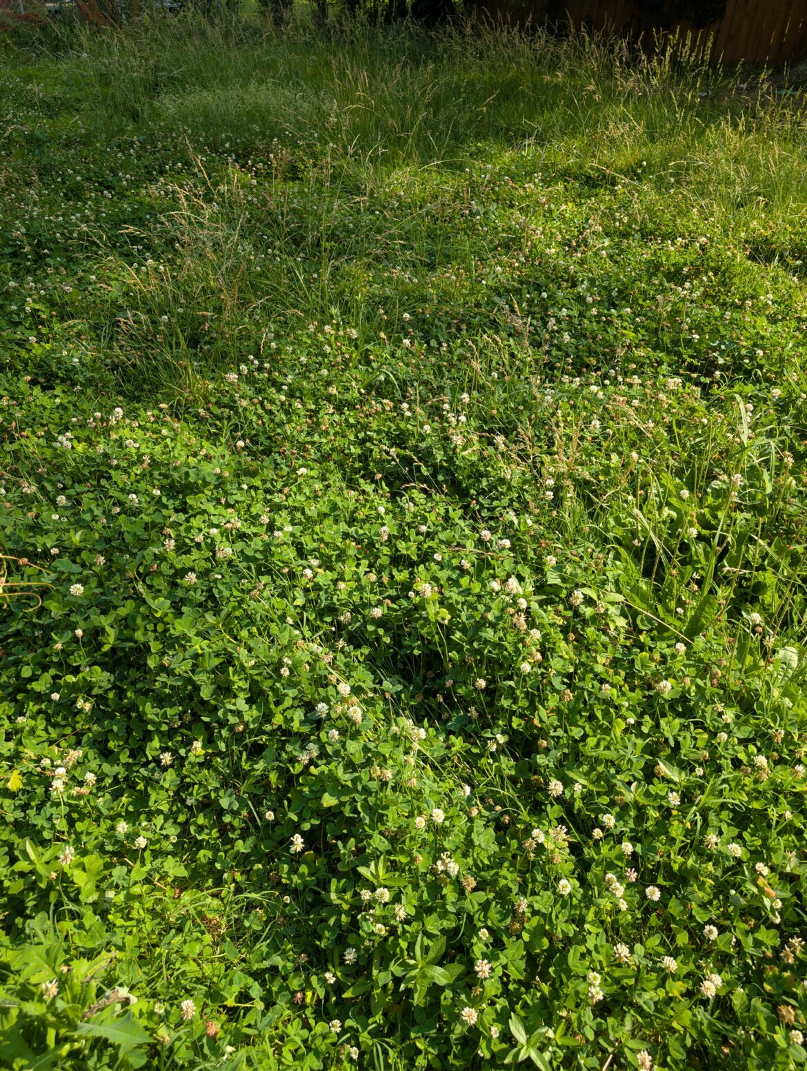 Halfway to a clover lawn