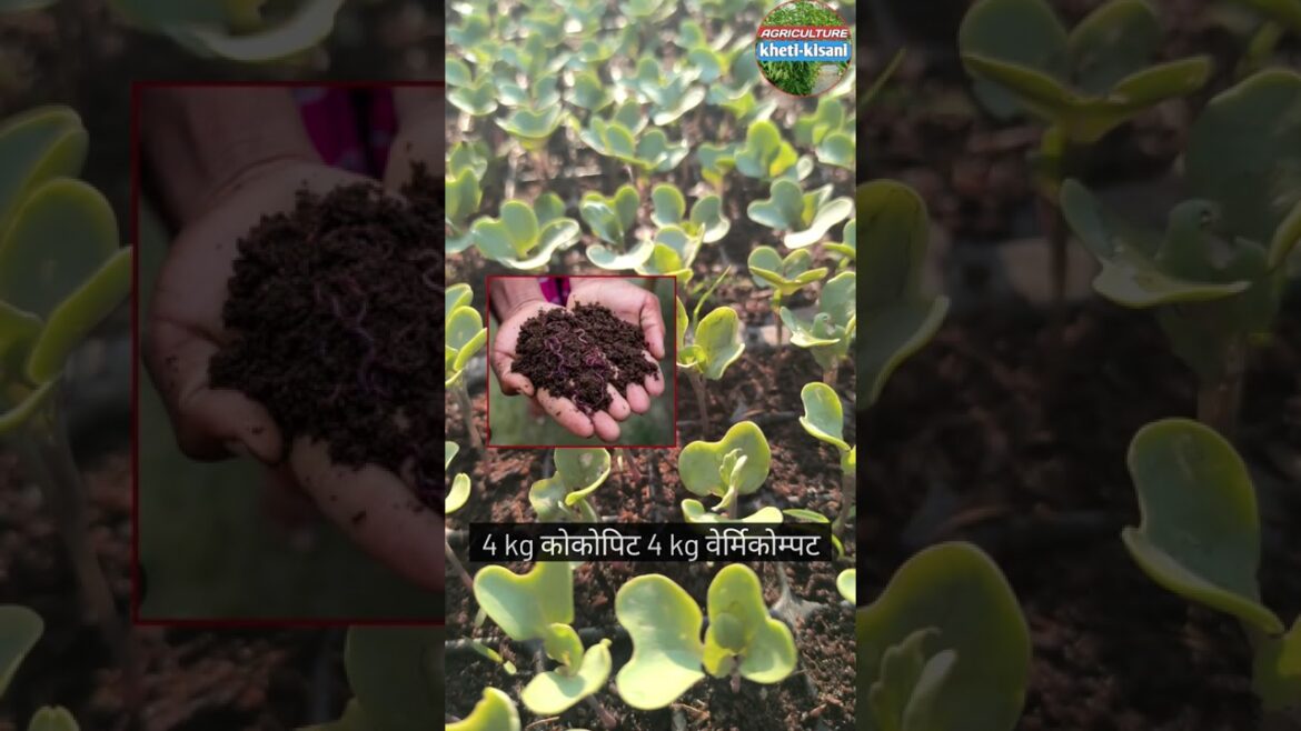 घर पर नर्सरी तैयार करने का आसान तरीका 🌱🌱 #agriculture घर पर नर्सरी तैयार करने का आसान तरीका 🌱🌱 #agriculture