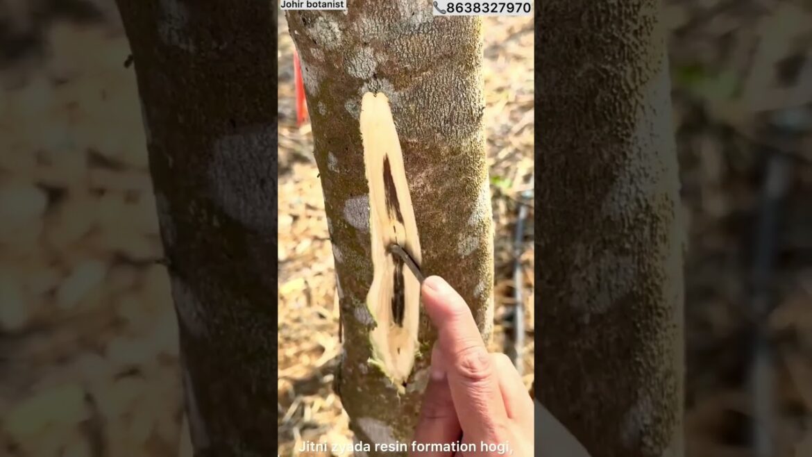 Most Expensive Tree In The World || #agarwood #nursery #plants