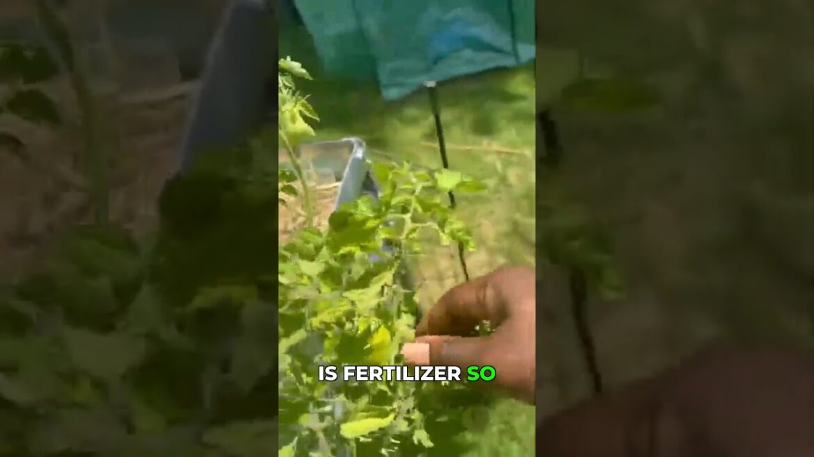 Tomato Plant Crisis: Leaves vs. Fruit (Which Wins?) #gardening #tomato #plants