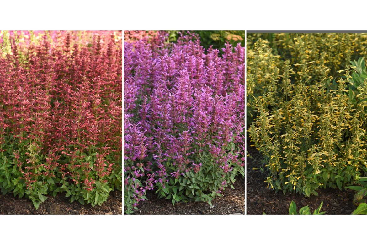 The AP’s gardening expert has a list of 10 top-performing new plants for this season The AP's gardening expert has a list of 10 top-performing new plants for this season