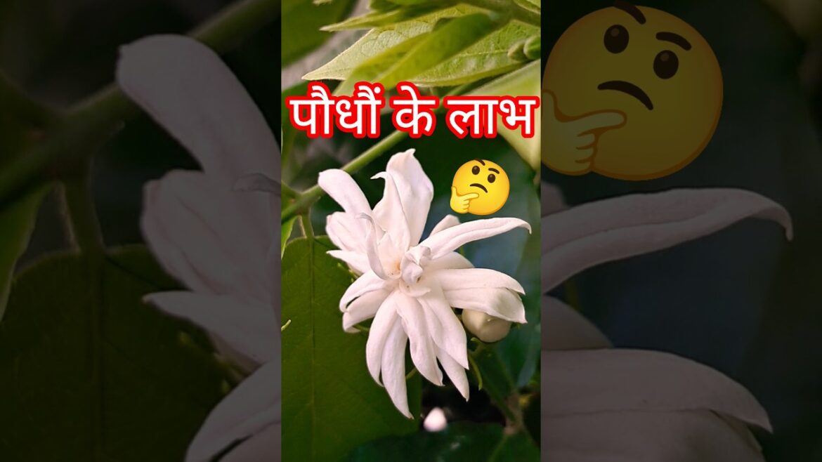 पौधों के लाभ 🤔🌿🪴 #garden #gardening #plants #yt #trending #gardeningideas #flowers #gardeningblog पौधों के लाभ 🤔🌿🪴 #garden #gardening #plants #yt #trending #gardeningideas #flowers #gardeningblog