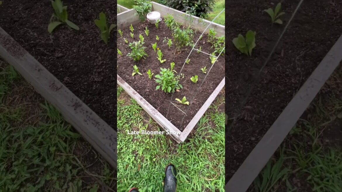 Transplanting #calendula #medicinalplants