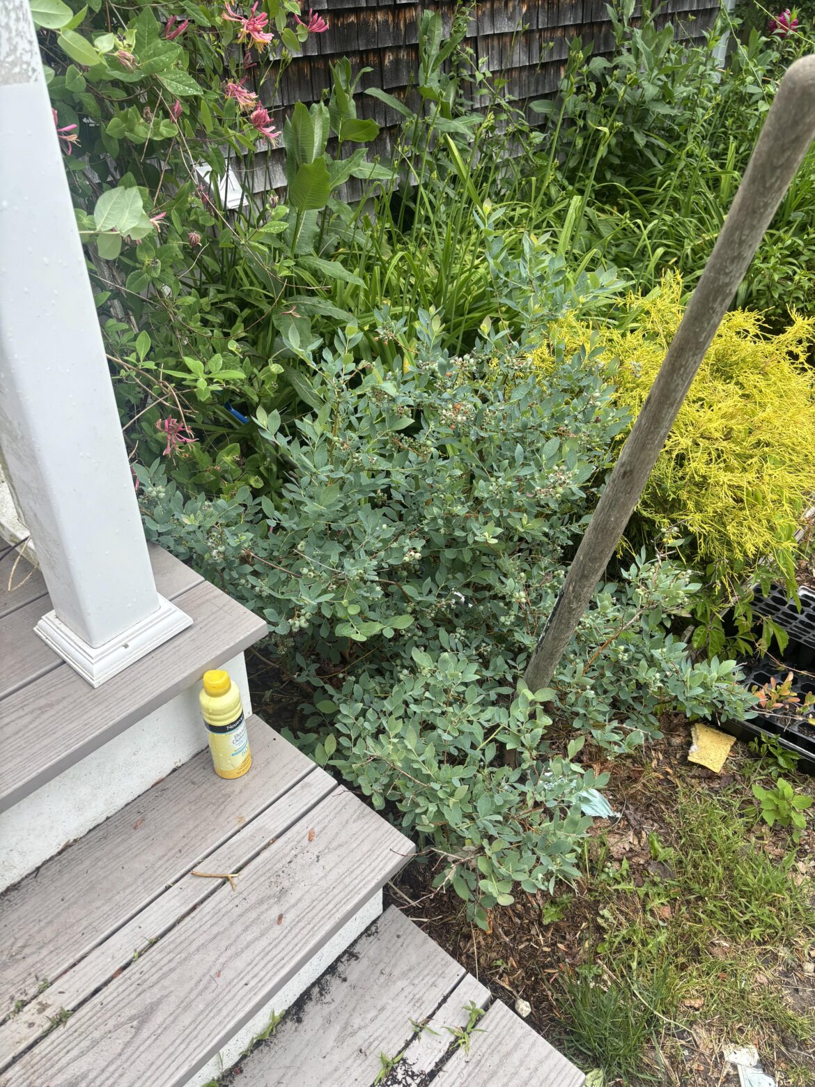 Advice on moving blueberry bushes.