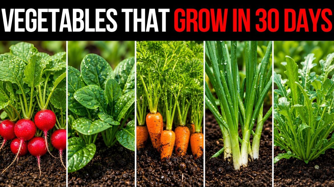 13 Vegetables Ready To Harvest In 30 Days This Summer (Everybody Ignores) 13 Vegetables Ready To Harvest In 30 Days This Summer (Everybody Ignores)