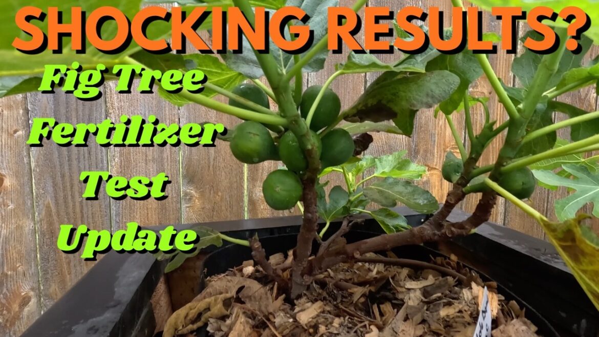 One Tree Is Dominating This Experiment! | Fig Tree Fertilizer Update