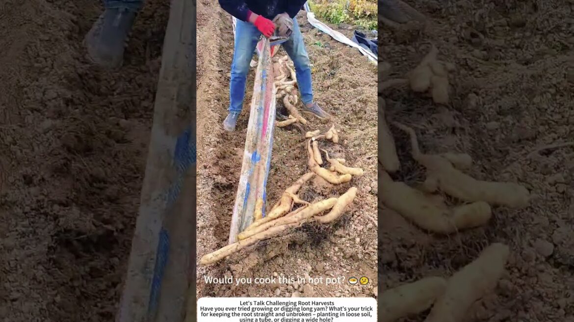 Digging Long Yam – Deep Soil, Gentle Hands 🍠🧑‍🌾