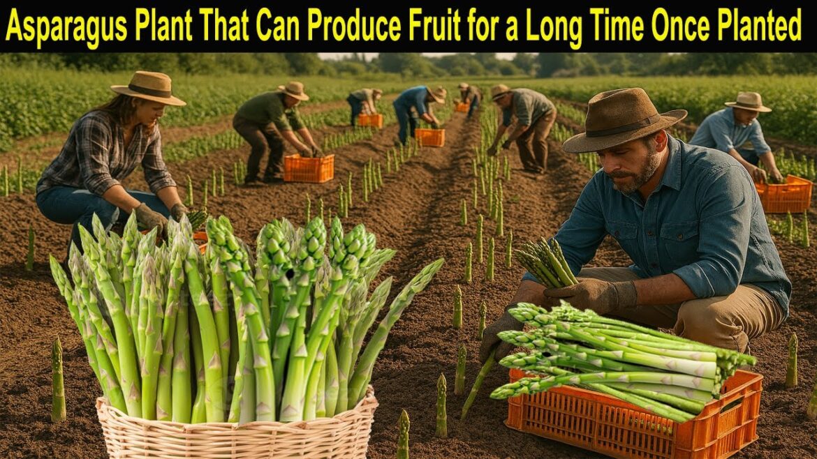 How to Grow Asparagus – Starting a Business Asparagus Farm – Asparagus Farming Step by Step How to Grow Asparagus - Starting a Business Asparagus Farm - Asparagus Farming Step by Step