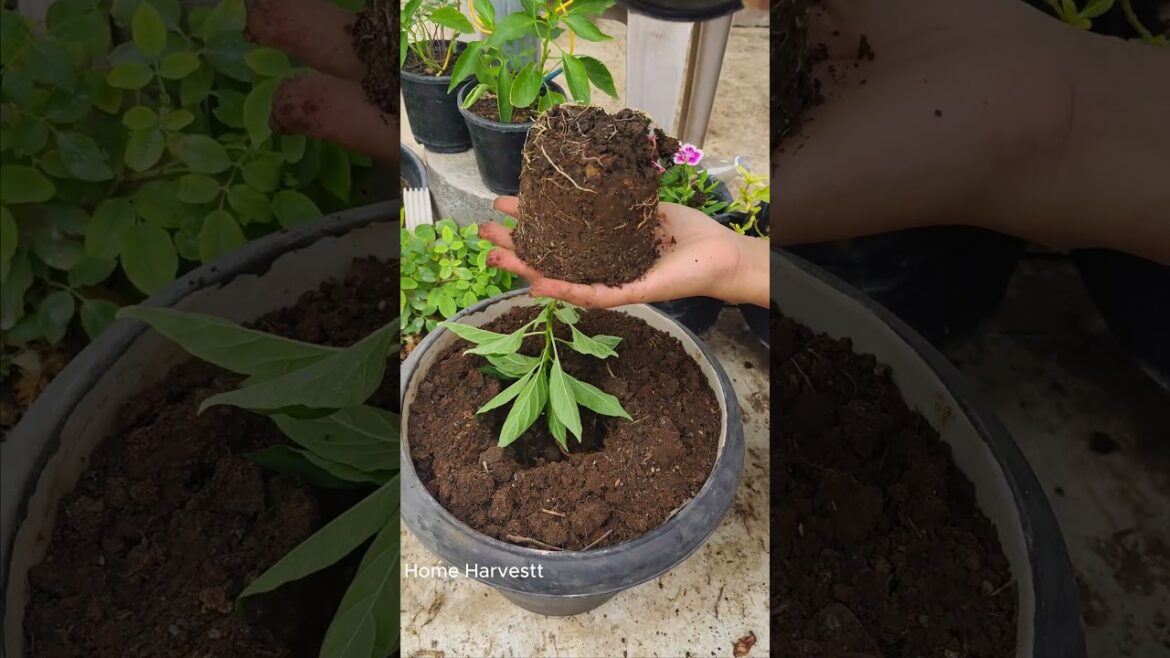 The ultimate repotting hack for bigger capsicums βοΈπ± #gardening #tips The ultimate repotting hack for bigger capsicums βοΈπ± #gardening #tips