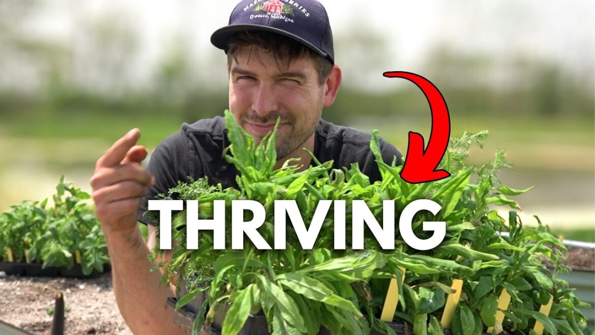 MIgardener: I Never Wanted to Plant These… Until I Realized How BENEFICIAL They Are! I Never Wanted to Plant These… Until I Realized How BENEFICIAL They Are!