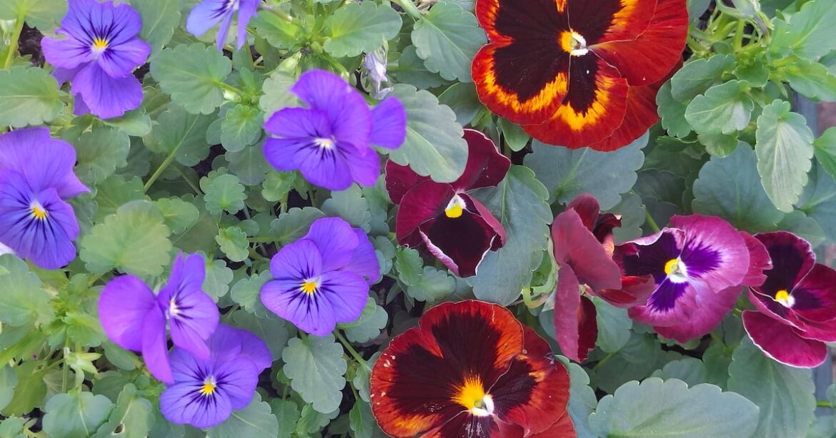 What to do in the garden this season