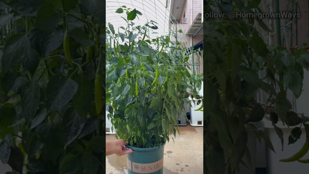 Grow lots of peppers easily. #garden #roomtogrow #gardening #gardening #growathome