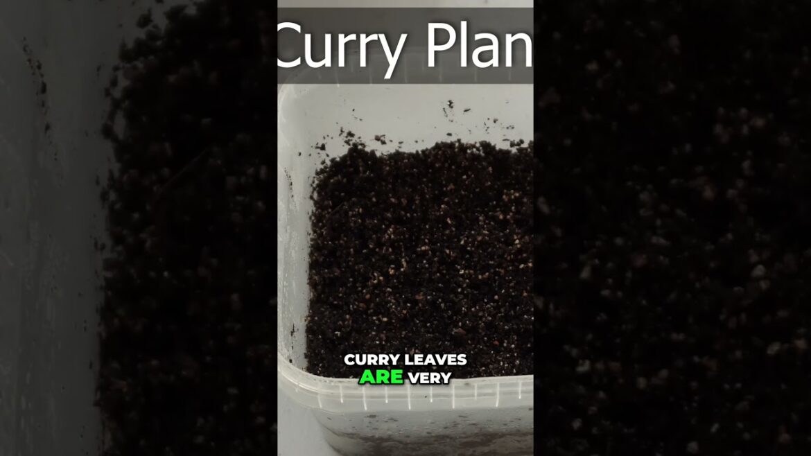 California Gardening: DIY Mini Greenhouses: Cheap Seed & Cutting Propagation Hack! 🌿 DIY Mini Greenhouses: Cheap Seed & Cutting Propagation Hack! 🌿