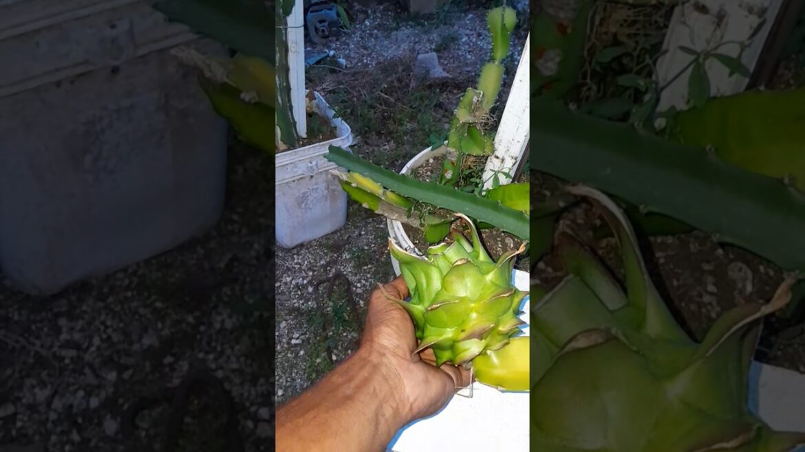 I’ve Never Seen a Dragonfruit This Big and Green #biggestdragonfruit #gardeningdiscovery I've Never Seen a Dragonfruit This Big and Green #biggestdragonfruit #gardeningdiscovery