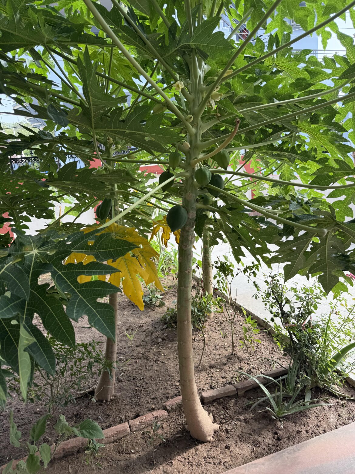 My papaya tree is fruiting well this season. Any tips for improving fruit size and yield?