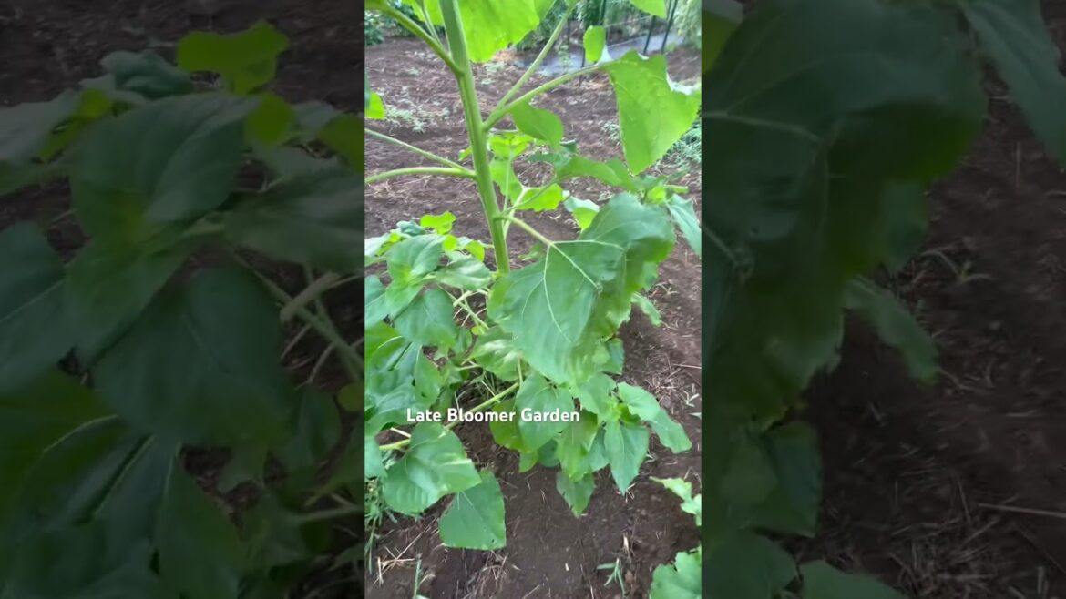 Wow, look at those #sunflowers 🌻 Part 1 #tennessee #gardening