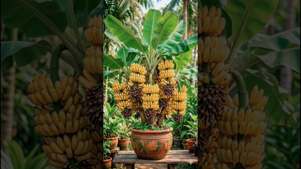 How To Grow Cloves At Home Right Way To Growing!#short#ytshort#gardning