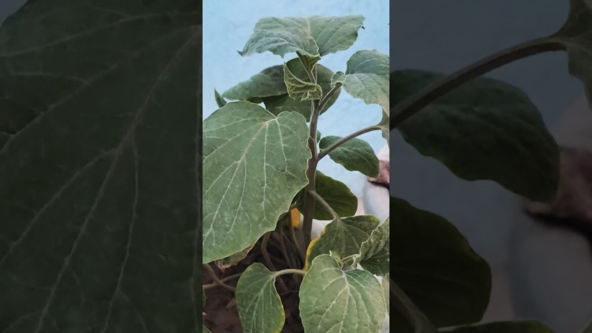 Growing Rasbhari Fruit (Cape Gooseberry) Plant in Pot #gardening #vegetables #vegetablegardening