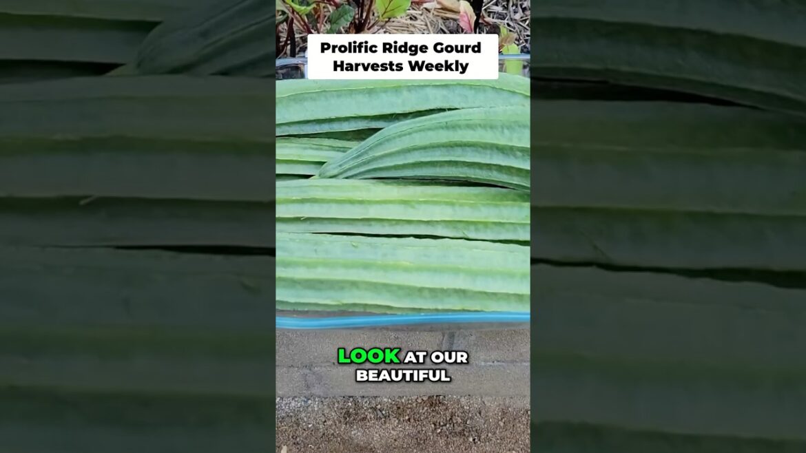 Harvesting Ridge Gourd Abundance! 🥒🧺