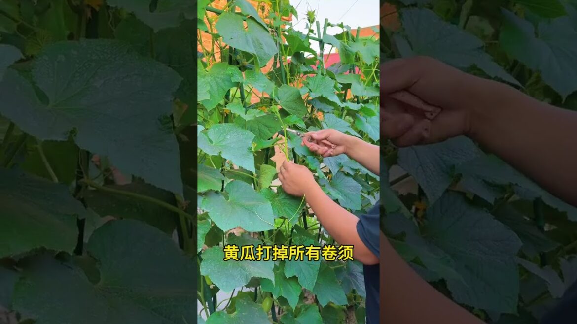 Master Vegetable Gardening: Pro Tips for Beginners
