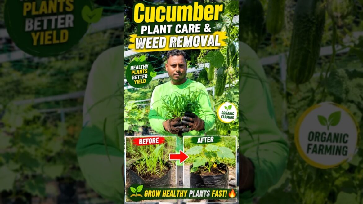 Cucumber Plant Care & Weed Removal in Poly Bags | Easy Gardening Tips |#agromakan #short #farming