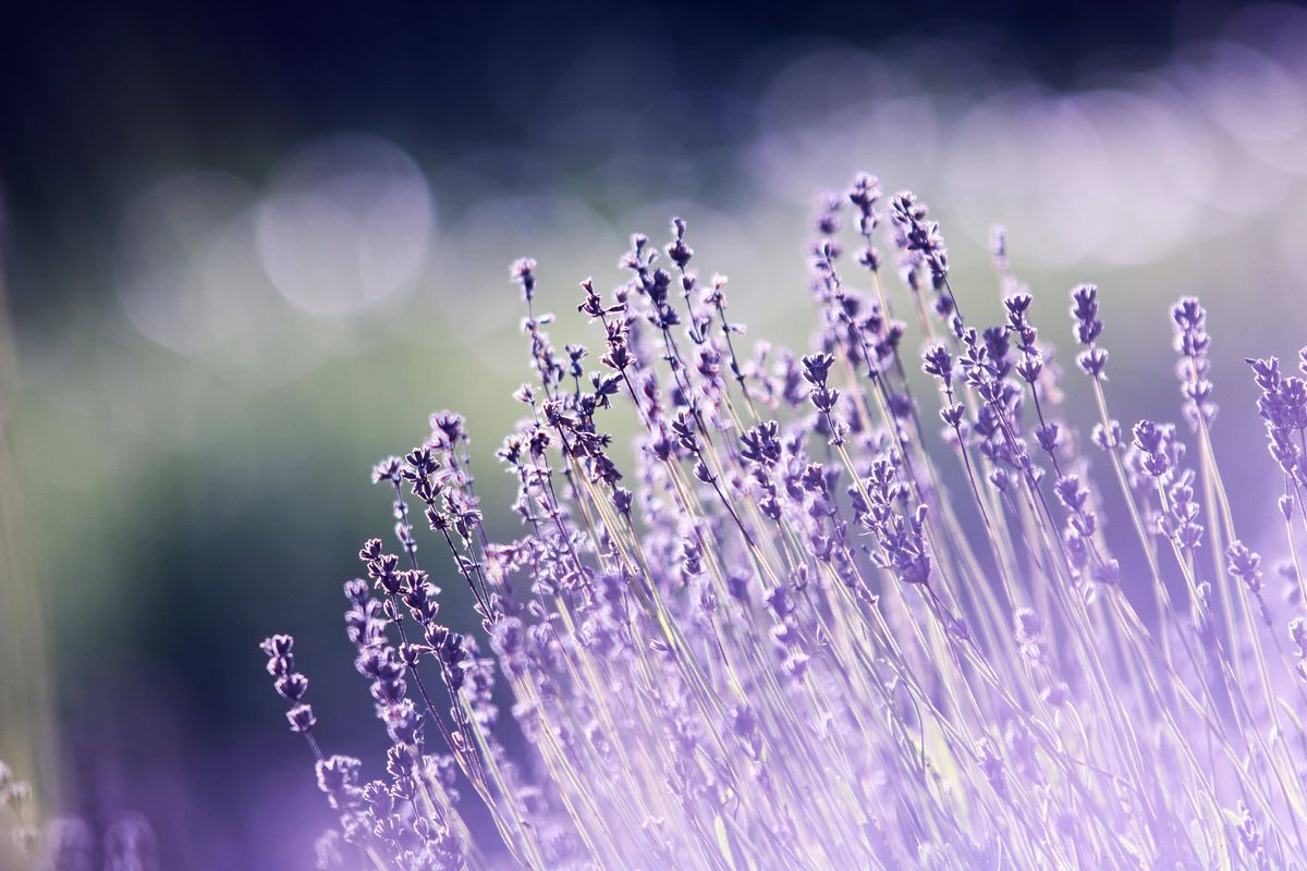 English lavender is much more hardy than European alternatives