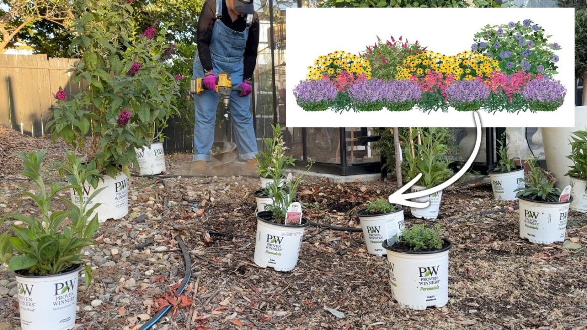 Creating a Jewel-Toned Garden and an Unexpected Emergency!
