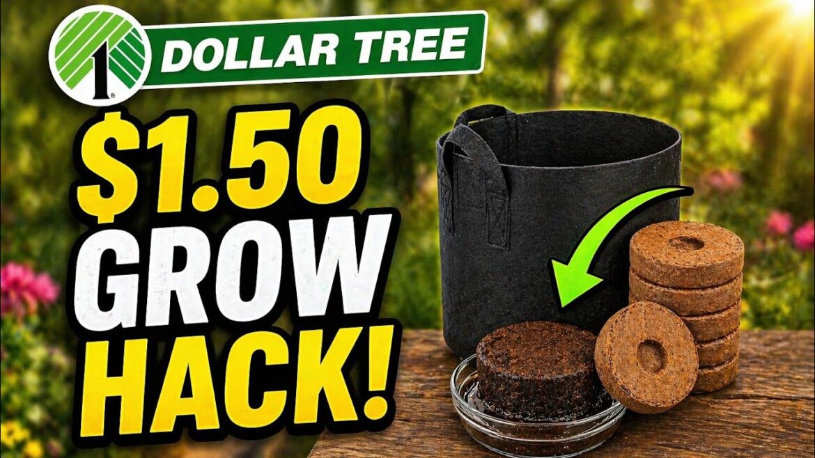 Dollar Tree Just Dropped MORE NEW Garden Products for $1.50!🔥 Dollar Tree Just Dropped MORE NEW Garden Products for $1.50!🔥
