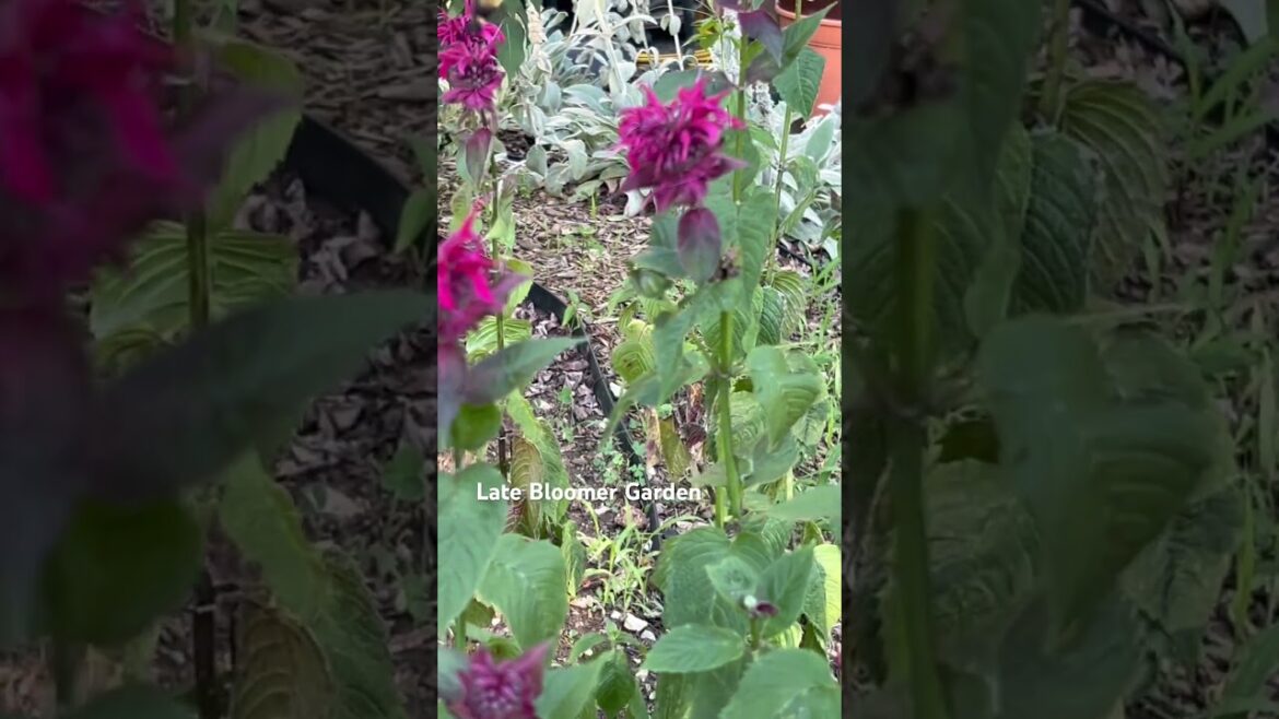 Scarlet Bee-Balm attracts pollinators! #garden #medicinalplants
