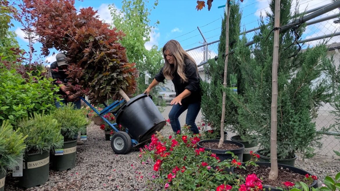Garden Answer: Shopping for Trees & Planting 2 of Them! 🌳🌲🌳 Shopping for Trees & Planting 2 of Them! 🌳🌲🌳
