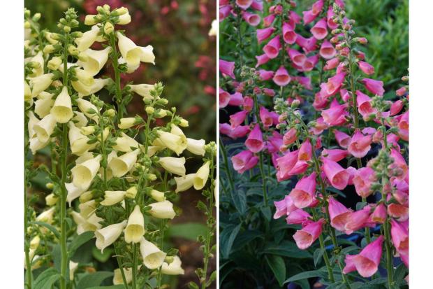 Digitalis Arctic Fox plants in lemon cream and rose.