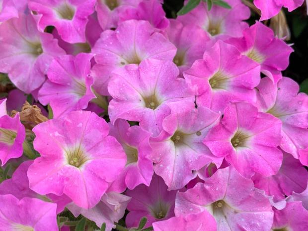 Supertunia Mini Vista® Pink Cloud®