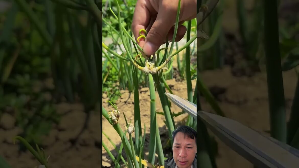 Easy Green Onion Propagation Method #gardening #vegetables #satisfying #agriculture #nature