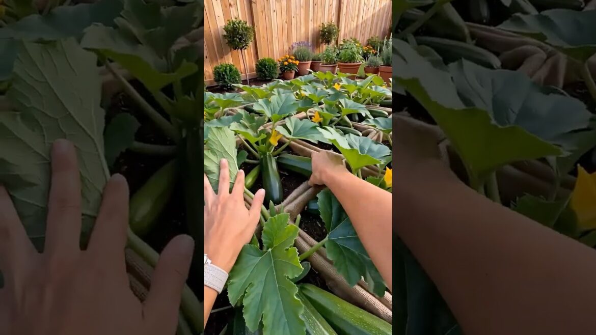 Black Crates Became a Zucchini Garden Black Crates Became a Zucchini Garden